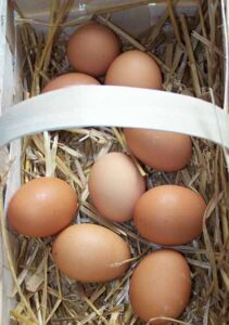 C is for Chickens