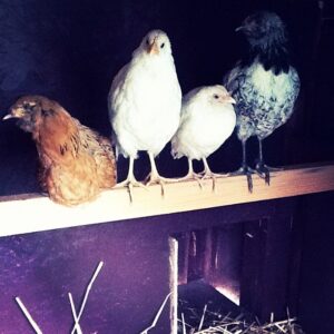 C is for Chickens