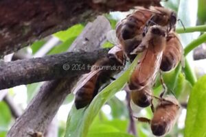 Swarm: The Bees Come Back